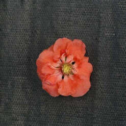 Double Take Peach™ Flowering Quince -Florist Shop chaenomeles double take peach 2 P sw