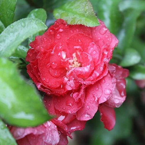 Double Take Pink™ Flowering Quince 2 Double Take Pink™ Flowering Quince - Image 2