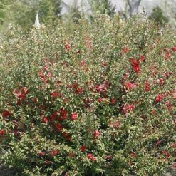 Double Take Pink™ Flowering Quince 8 Double Take Pink™ Flowering Quince -Florist Shop chaenomeles double take pink 2 P sw