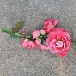 Double Take Pink™ Flowering Quince 9 Double Take Pink™ Flowering Quince -Florist Shop chaenomeles double take pink 3 P sw