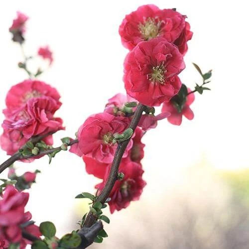 Double Take Pink™ Flowering Quince 5 Double Take Pink™ Flowering Quince - Image 5