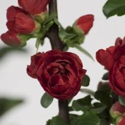 Double Take Scarlet™ Flowering Quince 10 Double Take Scarlet™ Flowering Quince -Florist Shop chaenomeles double take scarlet 2 P sw