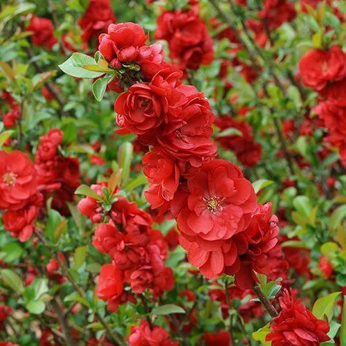 Double Take Scarlet™ Flowering Quince 2 Double Take Scarlet™ Flowering Quince - Image 2