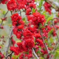 Double Take Scarlet™ Flowering Quince 11 Double Take Scarlet™ Flowering Quince -Florist Shop chaenomeles double take scarlet 5 P sw