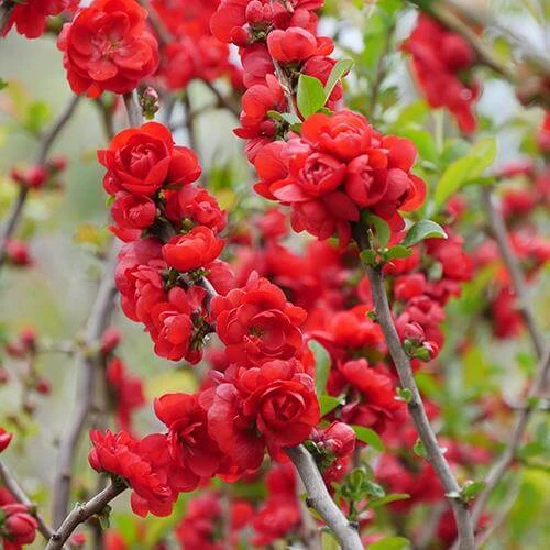 Double Take Scarlet™ Flowering Quince 5 Double Take Scarlet™ Flowering Quince - Image 5