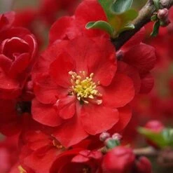 Double Take Scarlet™ Flowering Quince 9 Double Take Scarlet™ Flowering Quince -Florist Shop chaenomeles double take scarlet 6 P sw