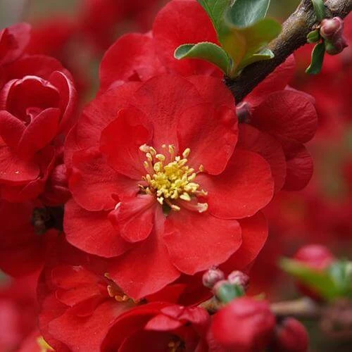 Double Take Scarlet™ Flowering Quince 3 Double Take Scarlet™ Flowering Quince - Image 3