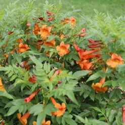 Chicklet™ Orange Trumpet Bush 7 Chicklet™ Orange Trumpet Bush -Florist Shop chicklet orange 2 sq