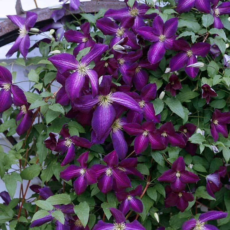 Happy Jack® Purple Clematis 1 Happy Jack® Purple Clematis