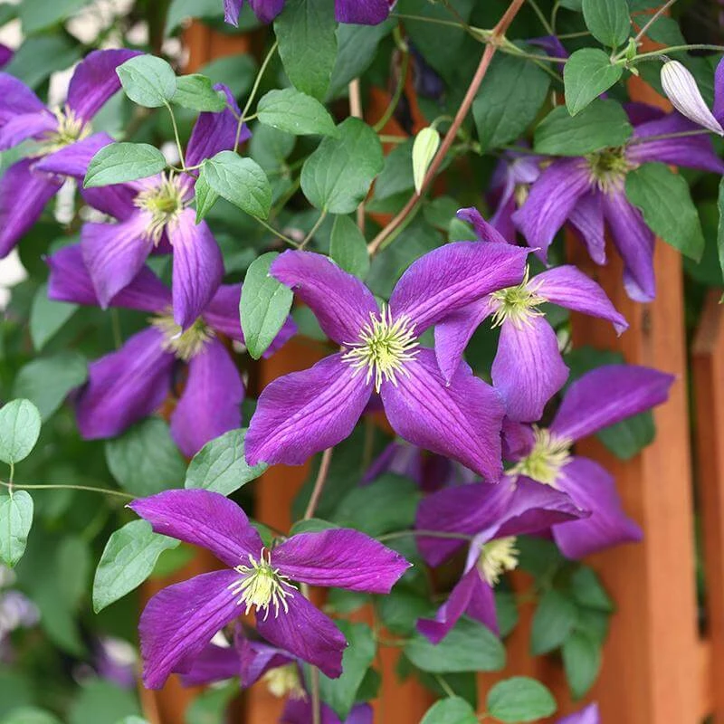 Happy Jack® Purple Clematis 3 Happy Jack® Purple Clematis - Image 3