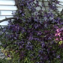 Happy Jack® Purple Clematis 8 Happy Jack® Purple Clematis -Florist Shop clematis happy jack purple 4 sw