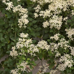 Front Page -Florist Shop clematis paniculata autumn clematis 2