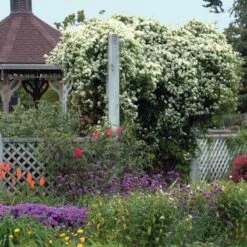 Sweet Autumn Clematis -Florist Shop clematis paniculata autumn clematis 4