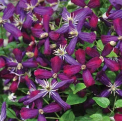 'Sweet Summer Love' Clematis -Florist Shop clematis sweet summer love 2