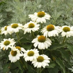 Color Coded™ 'The Price Is White' Coneflower -Florist Shop color coded the price is white coneflower 2