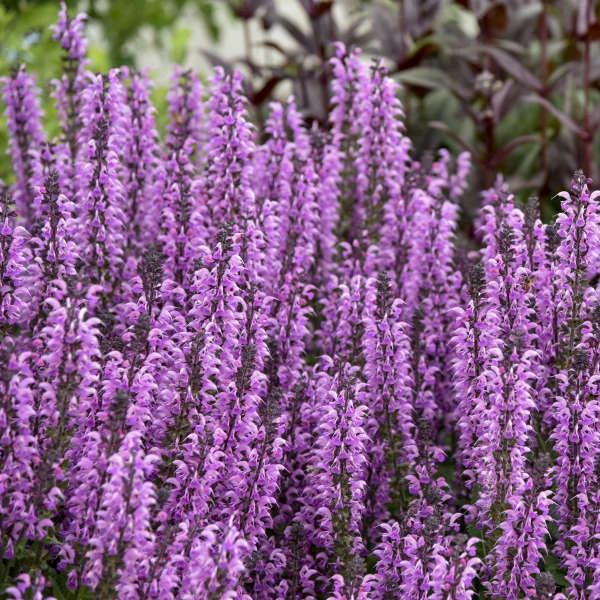 Color Spires® 'Back To The Fuchsia' Salvia 2 Color Spires® 'Back To The Fuchsia' Salvia - Image 2