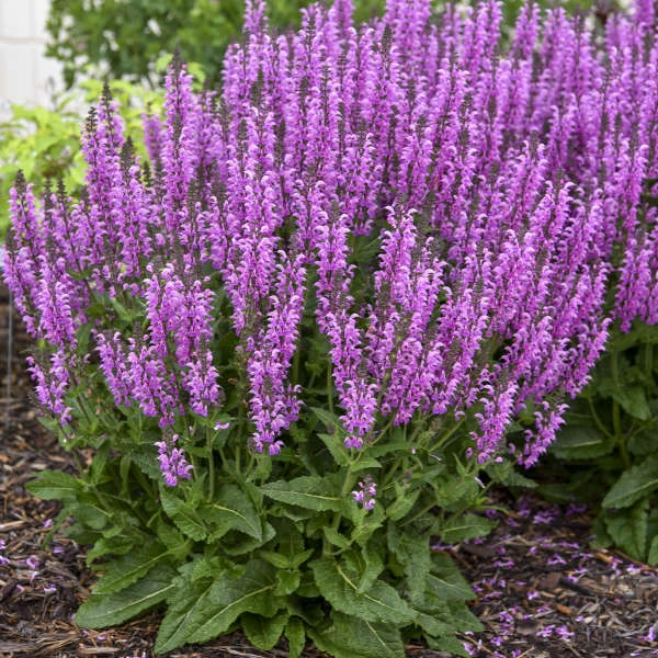Color Spires® 'Back To The Fuchsia' Salvia 1 Color Spires® 'Back To The Fuchsia' Salvia