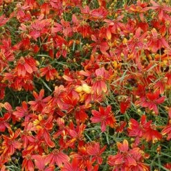 'Ladybird' Tickseed -Florist Shop coreopsis ladybird 4