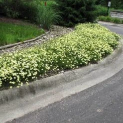 'Moonbeam' Tickseed 7 'Moonbeam' Tickseed -Florist Shop coreopsis moonbeam 3