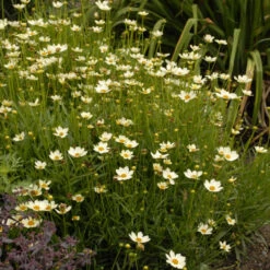 'Star Cluster' Tickseed -Florist Shop coreopsis tickseed starcluster 3