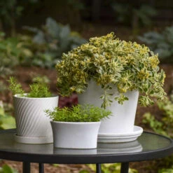 Rock 'N Low® 'Boogie Woogie' Stonecrop 9 Rock 'N Low® 'Boogie Woogie' Stonecrop -Florist Shop d3cd897800e43dca44f8755ed4acdc97