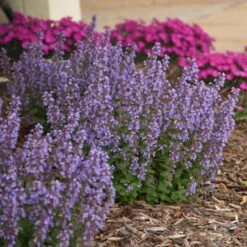 'Cat's Pajamas' Catmint 11 'Cat's Pajamas' Catmint -Florist Shop d4d4f3d6a45d38dab56d4181eca68e83