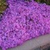 'Drummond's Pink' Creeping Phlox