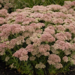 'Autumn Joy' Stonecrop -Florist Shop de69846fdf2fa3b3d9337b8dfc0a45ae