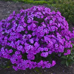 'Cloudburst' Tall Cushion Phlox 7 'Cloudburst' Tall Cushion Phlox -Florist Shop df9bbd10b5a8891ac88a541b74934d87