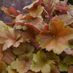 Dolce® 'Toffee Tart' Coral Bells -Florist Shop dolce toffee tart coral bells 4