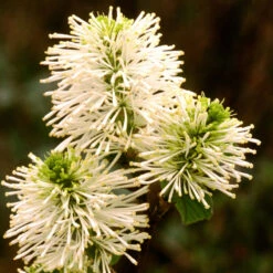 Dwarf Fothergilla -Florist Shop dwarf fothergilla 3