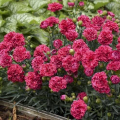 Fruit Punch® 'Raspberry Ruffles' Dianthus -Florist Shop e87edf696373a284d9438c94dccc133f