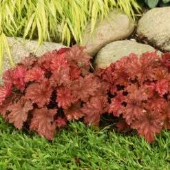 Primo® 'Peachberry Ice' Coral Bells -Florist Shop e9fd68841bf7a4e057ea29358fd1d5fc