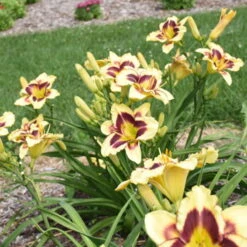 Rainbow Rhythm® 'Star Of The North' Daylily 6 Rainbow Rhythm® 'Star Of The North' Daylily -Florist Shop ec8957e4b42f31aab9743d504f4f2998