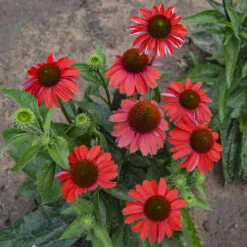 Color Coded™ 'Frankly Scarlet' Coneflower -Florist Shop echinacea franklyscarlet coneflower 3