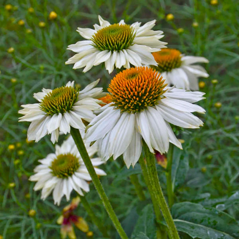 PowWow® White Coneflower 2 PowWow® White Coneflower - Image 2