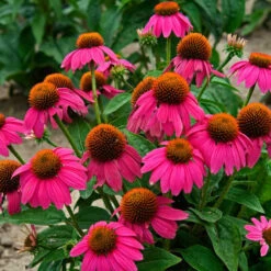 Butterfly Garden Collection 10 Butterfly Garden Collection -Florist Shop echinacea pow wow wild berry 1 1f8d5481 f719 4b96 8a95 2f4d0993265d