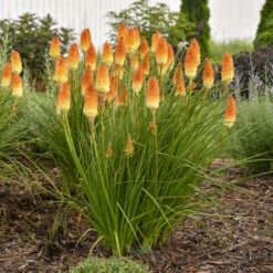 Pyromania® 'Hot And Cold' Red Hot Poker 7 Pyromania® 'Hot And Cold' Red Hot Poker -Florist Shop ed4c55cbc714b6ab19f4d2f85f951b1e