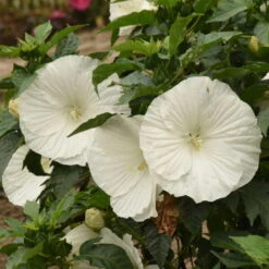 'Marshmallow Moon' Perennial Hibiscus -Florist Shop ed8299824e1295ff82956d59535837a6