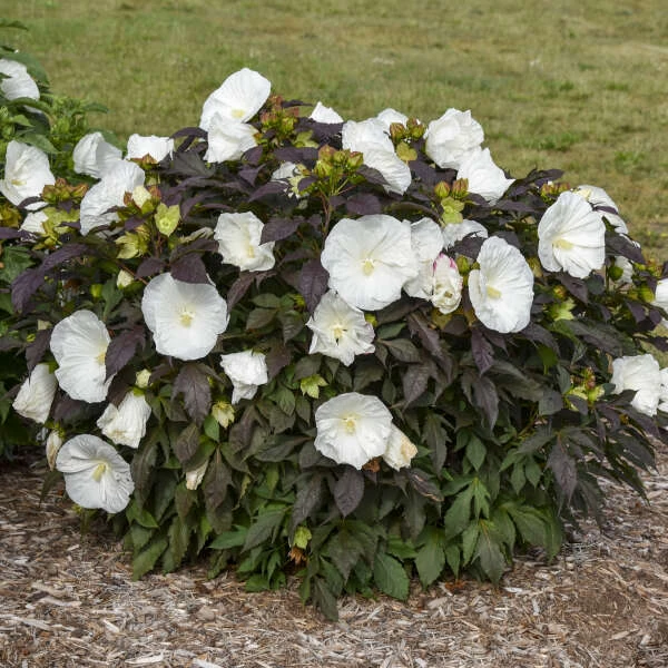 Summerific® 'Cookies And Cream' Perennial Hibiscus 3 Summerific® 'Cookies And Cream' Perennial Hibiscus - Image 3
