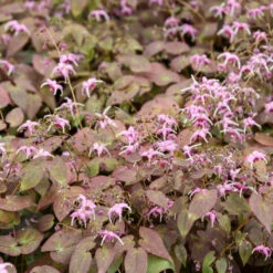 'Pretty In Pink' Barrenwort -Florist Shop epimedium barrenwort prettyinpink 2