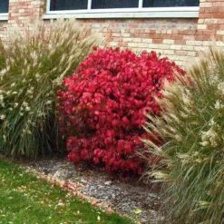 'Compactus' Burning Bush -Florist Shop euonymus alatus compactus burning bush 3 sw