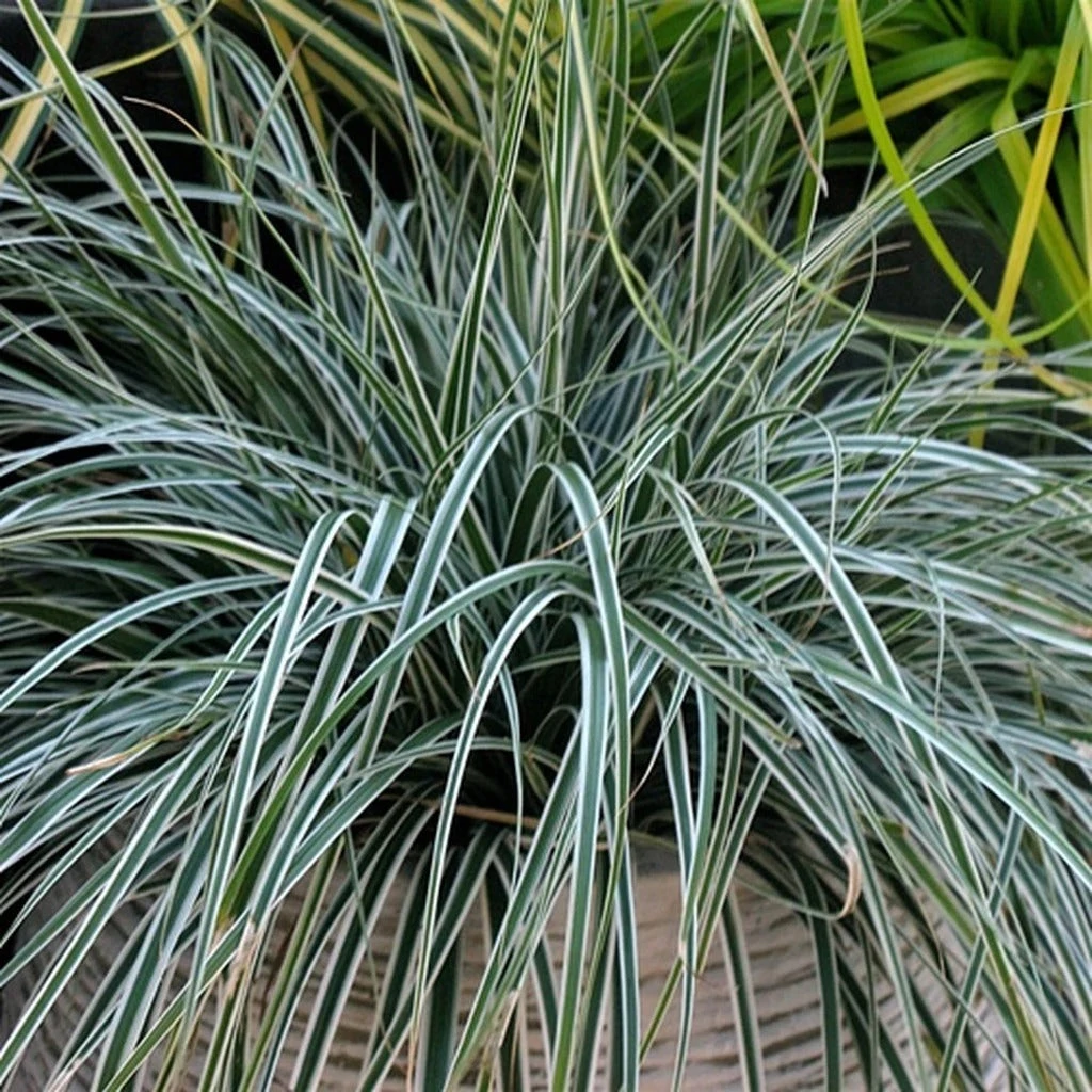 EverColor® 'Everest' Sedge 1 EverColor® 'Everest' Sedge