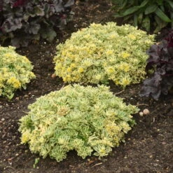 Rock 'N Low® 'Boogie Woogie' Stonecrop 8 Rock 'N Low® 'Boogie Woogie' Stonecrop -Florist Shop f024e42c42e5615e78b9e1e35acfbd6a