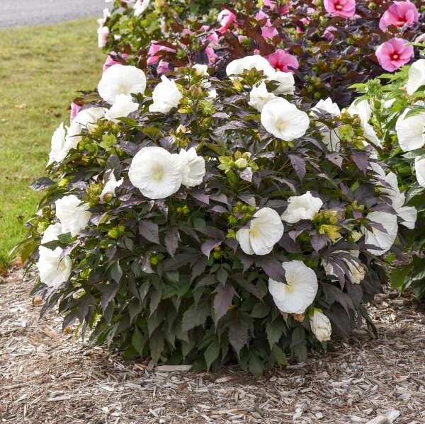 Summerific® 'Cookies And Cream' Perennial Hibiscus 2 Summerific® 'Cookies And Cream' Perennial Hibiscus - Image 2