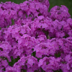 'Opening Act Ultrapink' Hybrid Phlox -Florist Shop f9b7b1ce9aede9587dc8d738e9108075