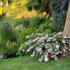 Fairytrail Bride™ Cascade Hydrangea™ -Florist Shop fairytrail bride cascading hydrangea 3 sw