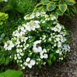 Fairytrail Bride™ Cascade Hydrangea™ -Florist Shop fairytrail bride cascading hydrangea 4 sw