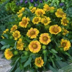 'Arizona Apricot' Blanket Flower -Florist Shop fc49797d81d329fb48f92c05d632a479