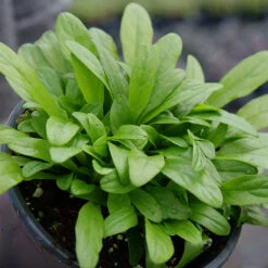 Feathered Friends™ 'Cordial Canary' Bugleweed 7 Feathered Friends™ 'Cordial Canary' Bugleweed -Florist Shop feathered friends cordial canary bugleweed 2